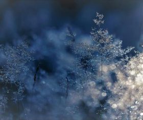 Dew on the grass Stock Photo