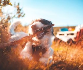 Dog biting wooden stick Stock Photo