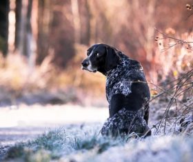 Dog looking back Stock Photo