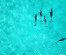 Dolphins playing in the sea Stock Photo 01