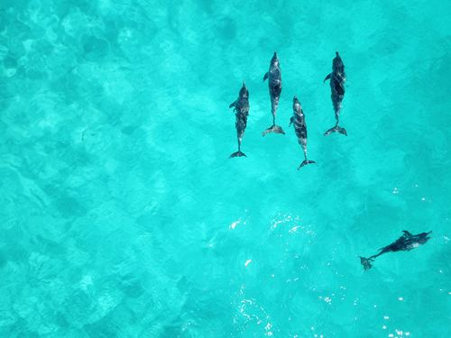 Dolphins playing in the sea Stock Photo 01
