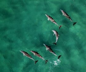 Dolphins playing in the sea Stock Photo 02
