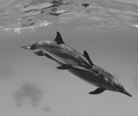Dolphins playing in the sea Stock Photo 03