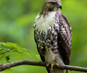 Eagle standing on branch Stock Photo
