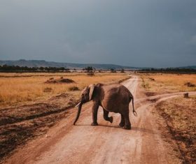 Elephant crossing the highway Stock Photo