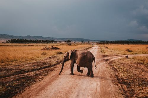 Elephant crossing the highway Stock Photo
