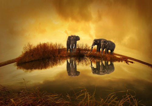 Elephants near pond at sunset Stock Photo