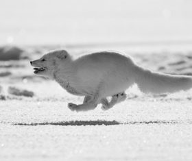 Fast running silver fox Stock Photo