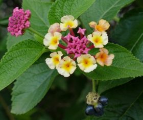 Five-color plum small flower Stock Photo