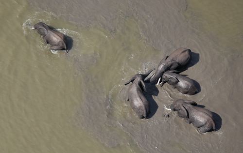 Five elephants in the river Stock Photo