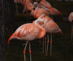 Flamingo at dusk Stock Photo