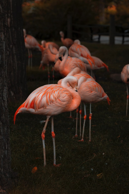 Flamingo at dusk Stock Photo