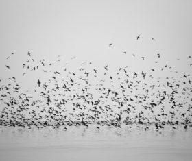 Flock of seagulls Stock Photo