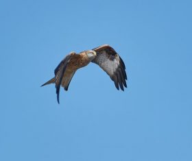 Flying bald eagle Stock Photo 01