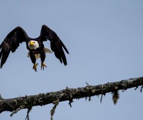 Flying bald eagle Stock Photo 02