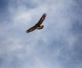 Flying bald eagle Stock Photo 03