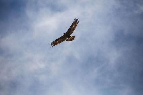 Flying bald eagle Stock Photo 03