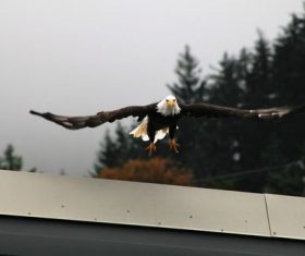 Flying bald eagle Stock Photo 04