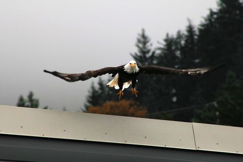 Flying bald eagle Stock Photo 04