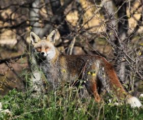 Fox in the jungle Stock Photo