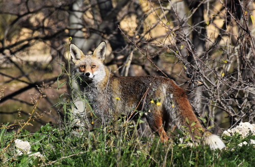 Fox in the jungle Stock Photo
