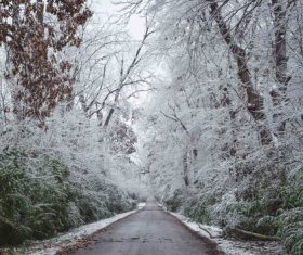 Frosted trees on both sides of the road Stock Photo