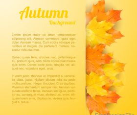 Golden autumn background with maple leaves vectors 01