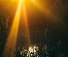 Grass close-up under golden light Stock Photo