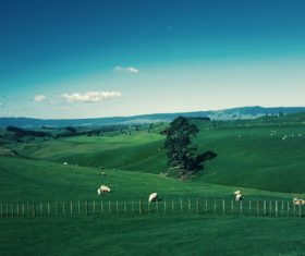 Green prairie natural scenery Stock Photo 02