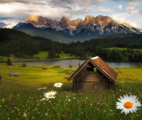 Green meadow with blurred sunny background HD picture free download