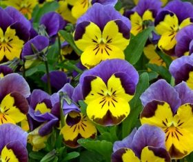 Grimace flower Stock Photo