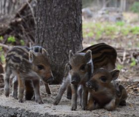 Herd of wild boar cubs Stock Photo