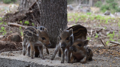 Herd of wild boar cubs Stock Photo