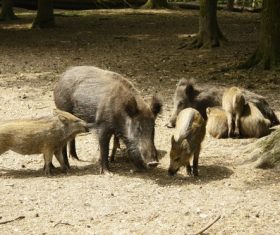 Herd of wild boars Stock Photo
