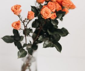 Hydroponic beautiful rose Stock Photo