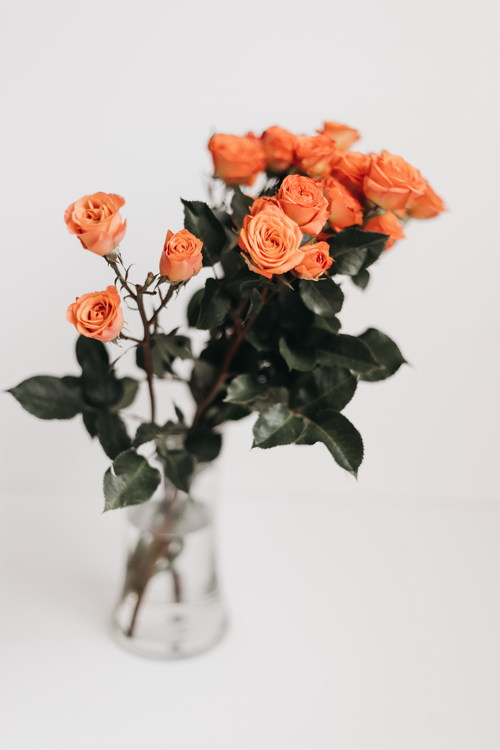 Hydroponic beautiful rose Stock Photo