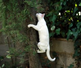 Kitten climbing tree Stock Photo