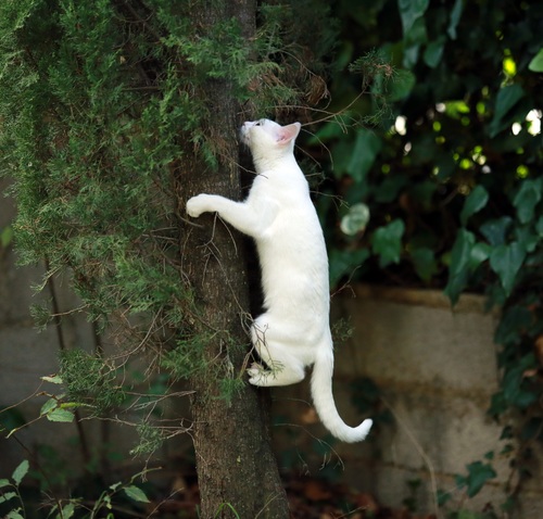 Kitten climbing tree Stock Photo