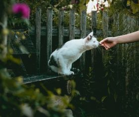 Kitten sniffing human hand Stock Photo