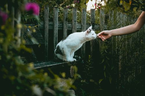 Kitten sniffing human hand Stock Photo