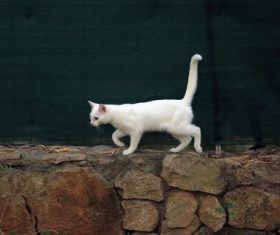 Kitten walking on stone wall Stock Photo