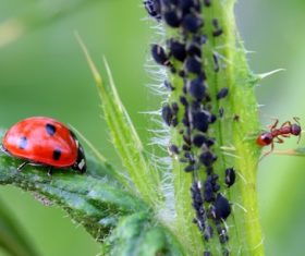 Ladybug and ant macro photography on plants Stock Photo