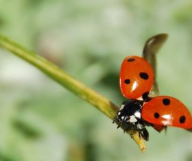 Ladybug macro photography Stock Photo