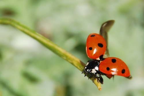 Ladybug macro photography Stock Photo