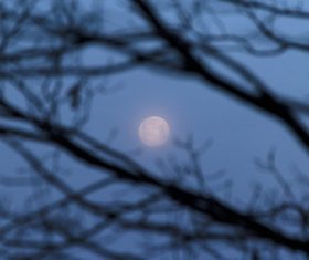 Looking at the moon through the branches Stock Photo