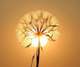 Mature dandelion backlighting photography Stock Photo