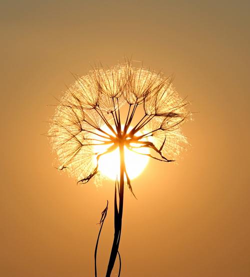Mature dandelion backlighting photography Stock Photo
