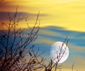 Moon tree natural scenery Stock Photo