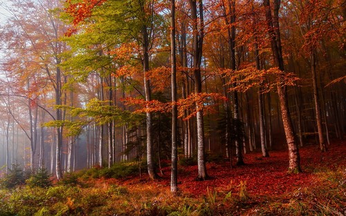 Nature landscape fall mist forest coloful ferns trees leaves Stock Photo