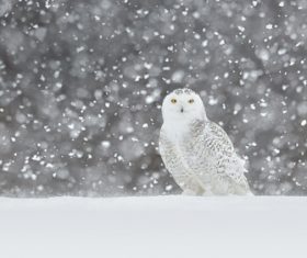 Owl in the wild in the snow Stock Photo